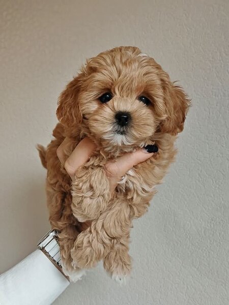 Maltipoo