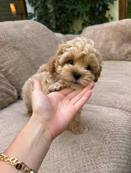 Maltipoo