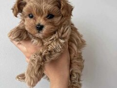 Maltipoo