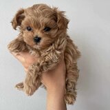 Maltipoo