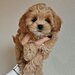 Maltipoo
