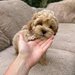 Maltipoo